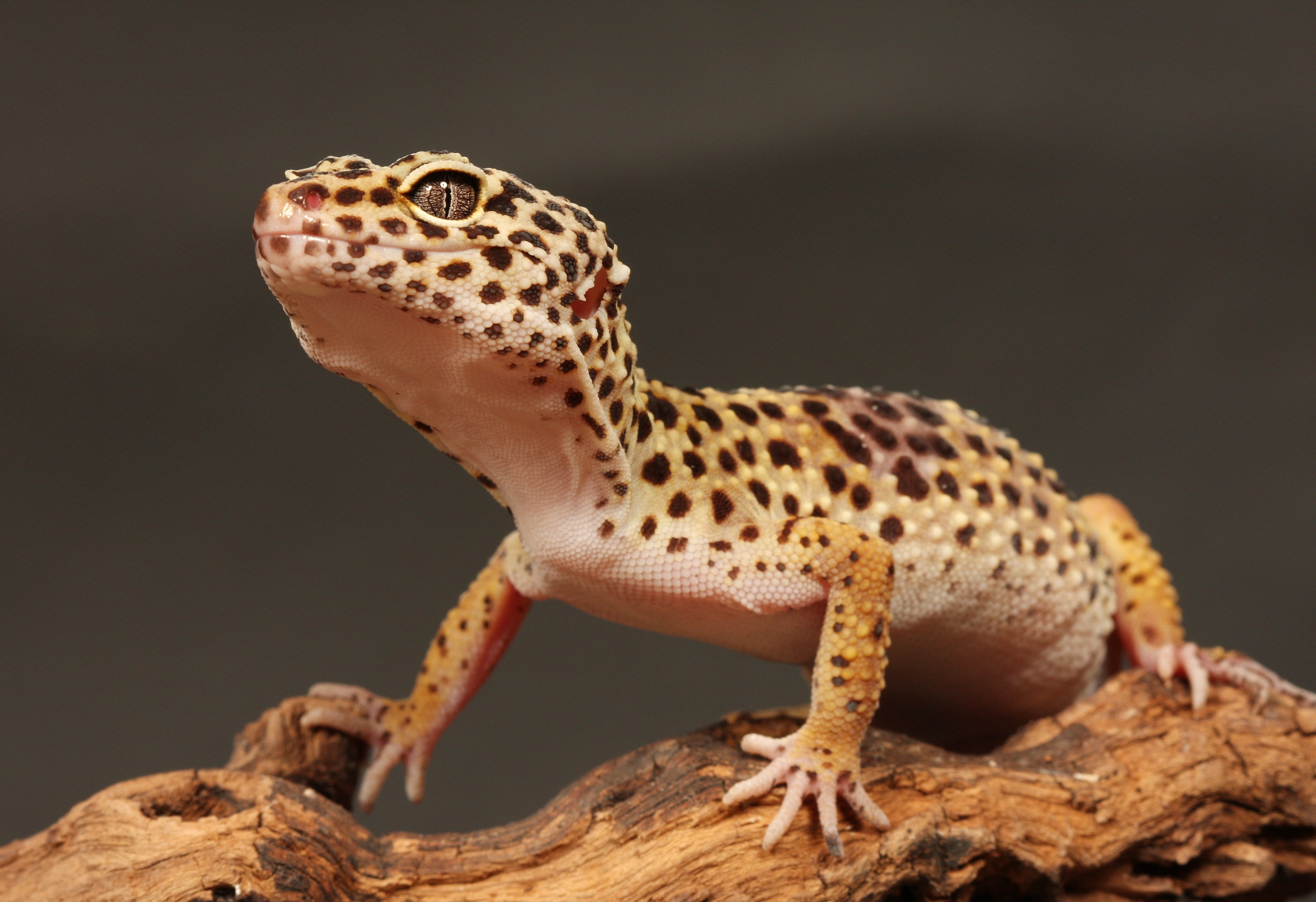 Leopard Gecko | Friendly Pets
