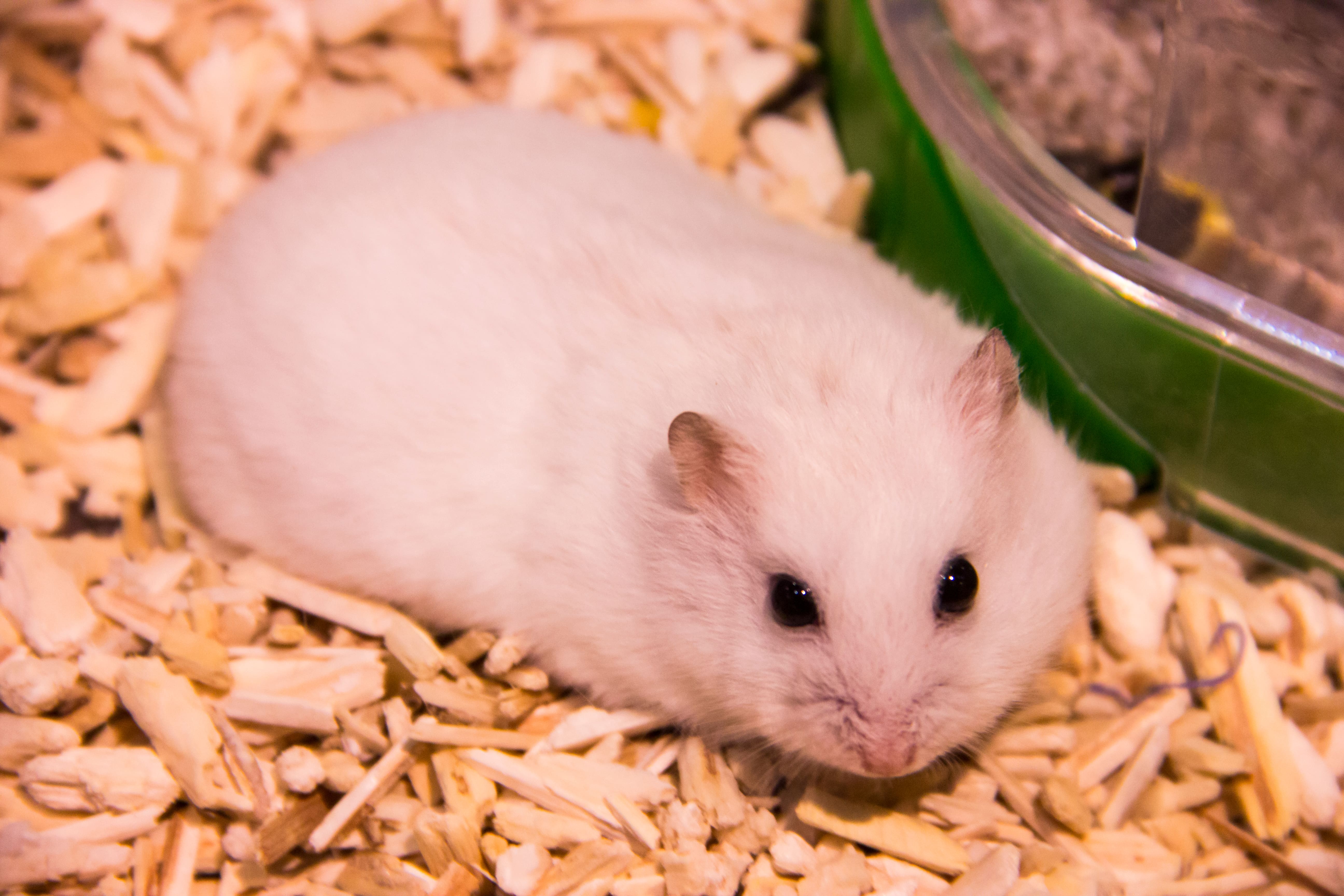 Djungarian White Hamster