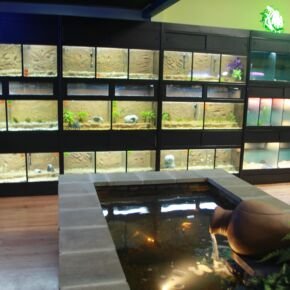 Aquatics section at Friendly Pets, Exeter, NH