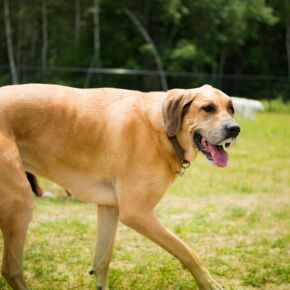 A Dog enjoying the Friendly Pets Dog Park