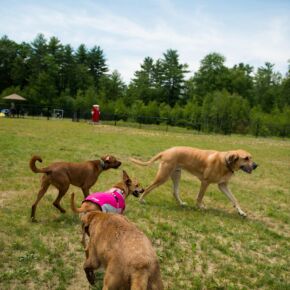 Follow the leader in our Dog Park! Dogs enjoying the Friendly Pets Dog Park