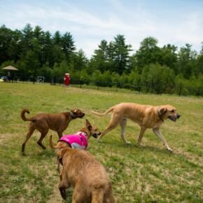 Follow the leader in our Dog Park! Dogs enjoying the Friendly Pets Dog Park