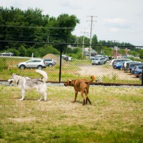 Dogs at the Friendly Pets Dog Park