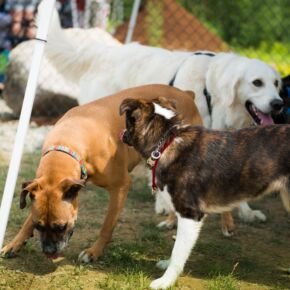 A Dog enjoying the Friendly Pets Dog Park